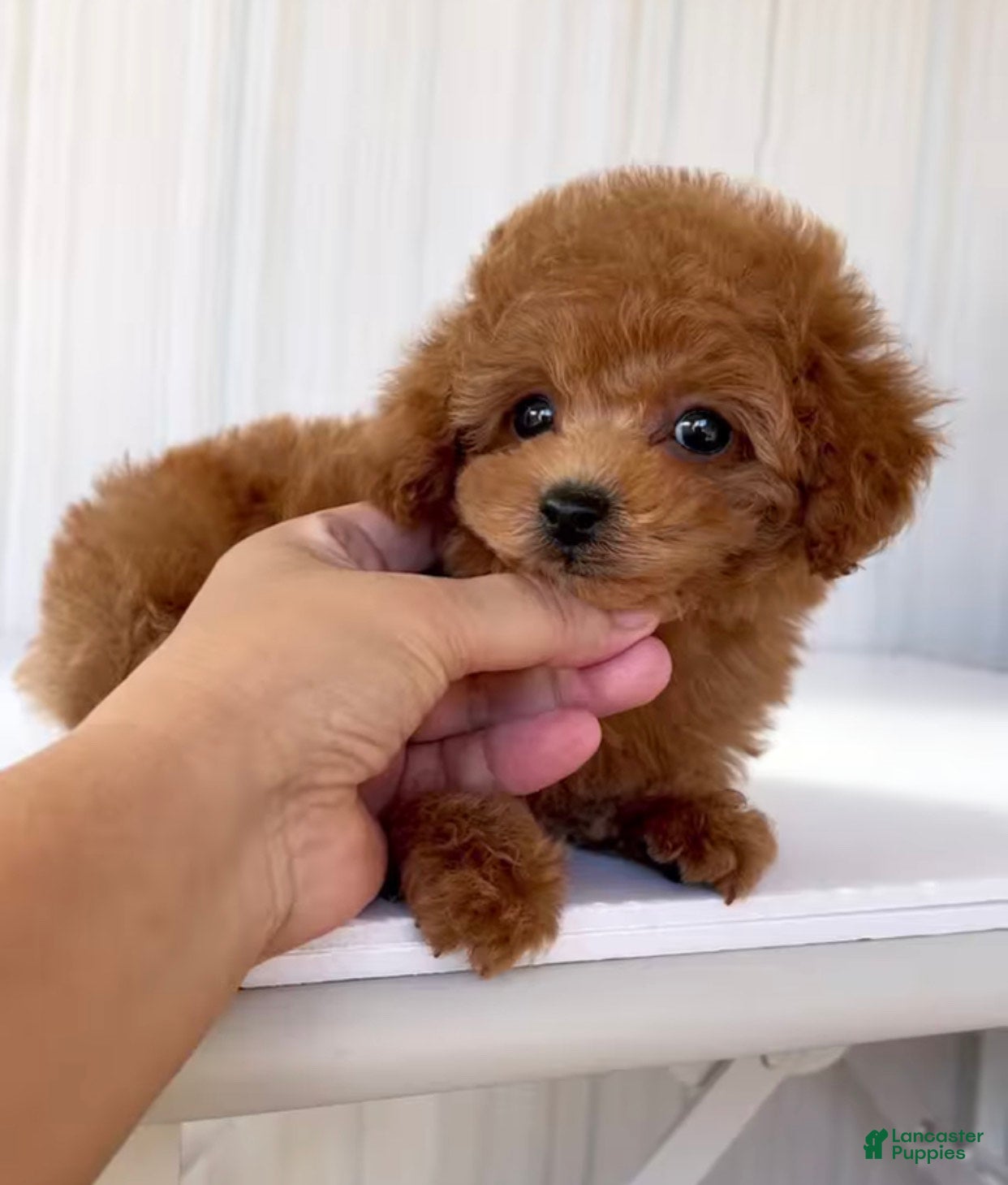 Toy Poodle dogs Kobi - Ad 11