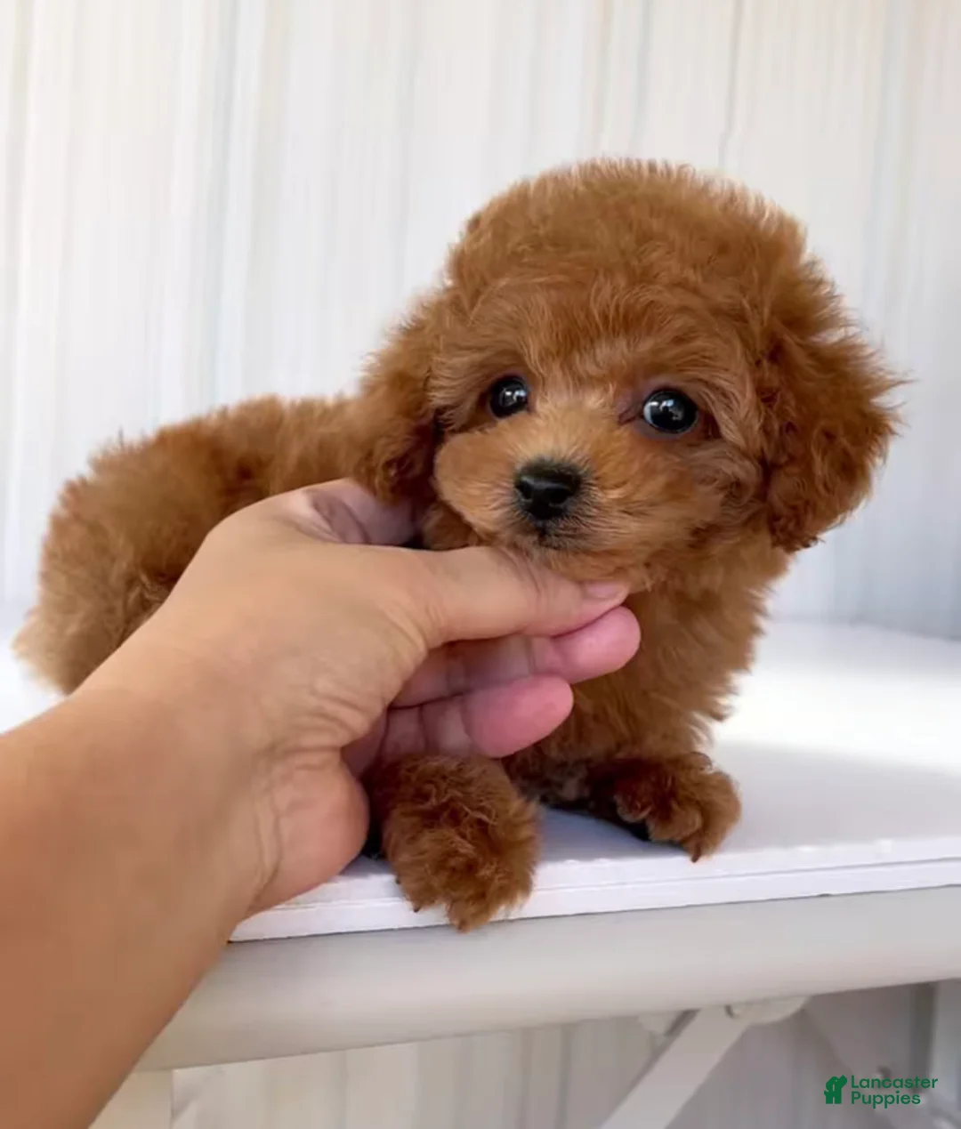 Toy Poodle dogs for sale: Kobi - Ad 1