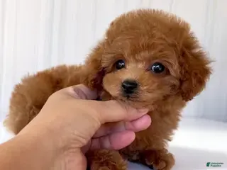 Toy Poodle dogs Kobi - Ad 11