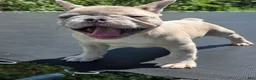 French Bulldog dogs for sale: Kona - Ad 5