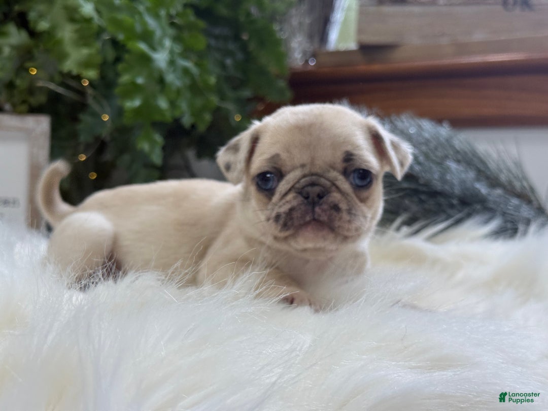 Pug dogs for sale: Poppy - Ad 2