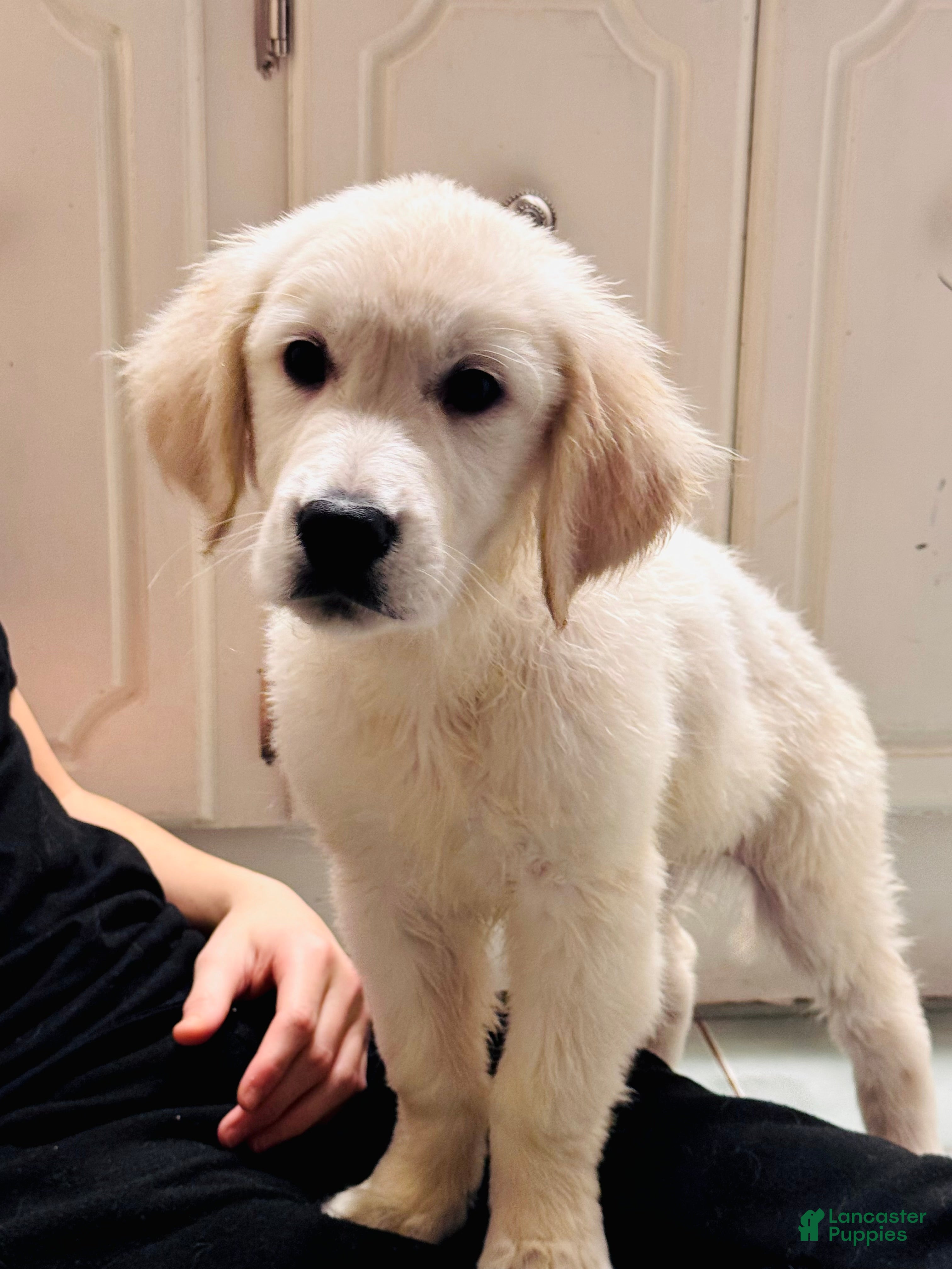 Golden Retriever dogs Golden Retriever Puppy 4 - Ad 1