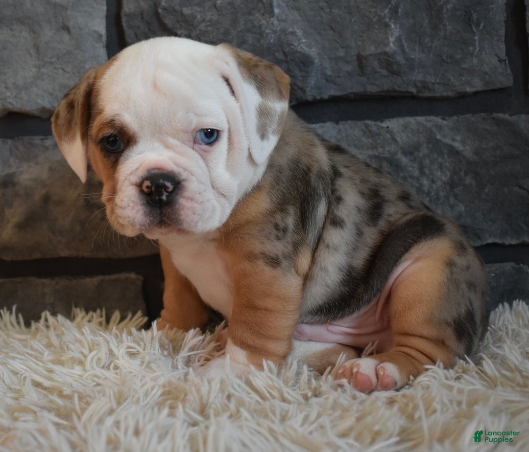 Mixed Breed dogs for sale: Bubba  - Ad 6