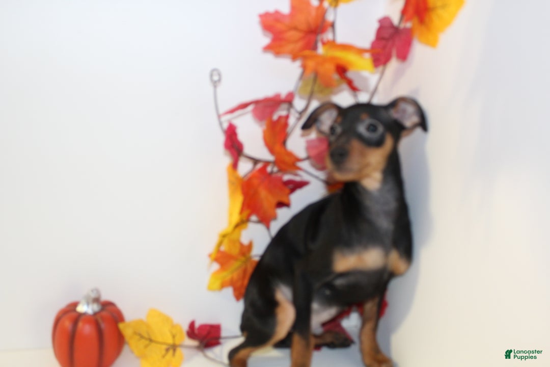 Miniature Pinscher dogs for sale: Rocky - Ad 3