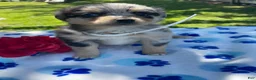 Toy Australian Shepherd dogs for sale: Jewel - Ad 4