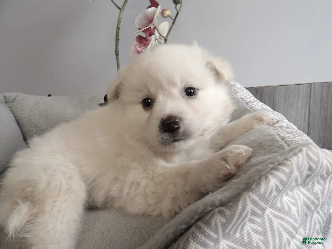 Gallery Image {{count}}