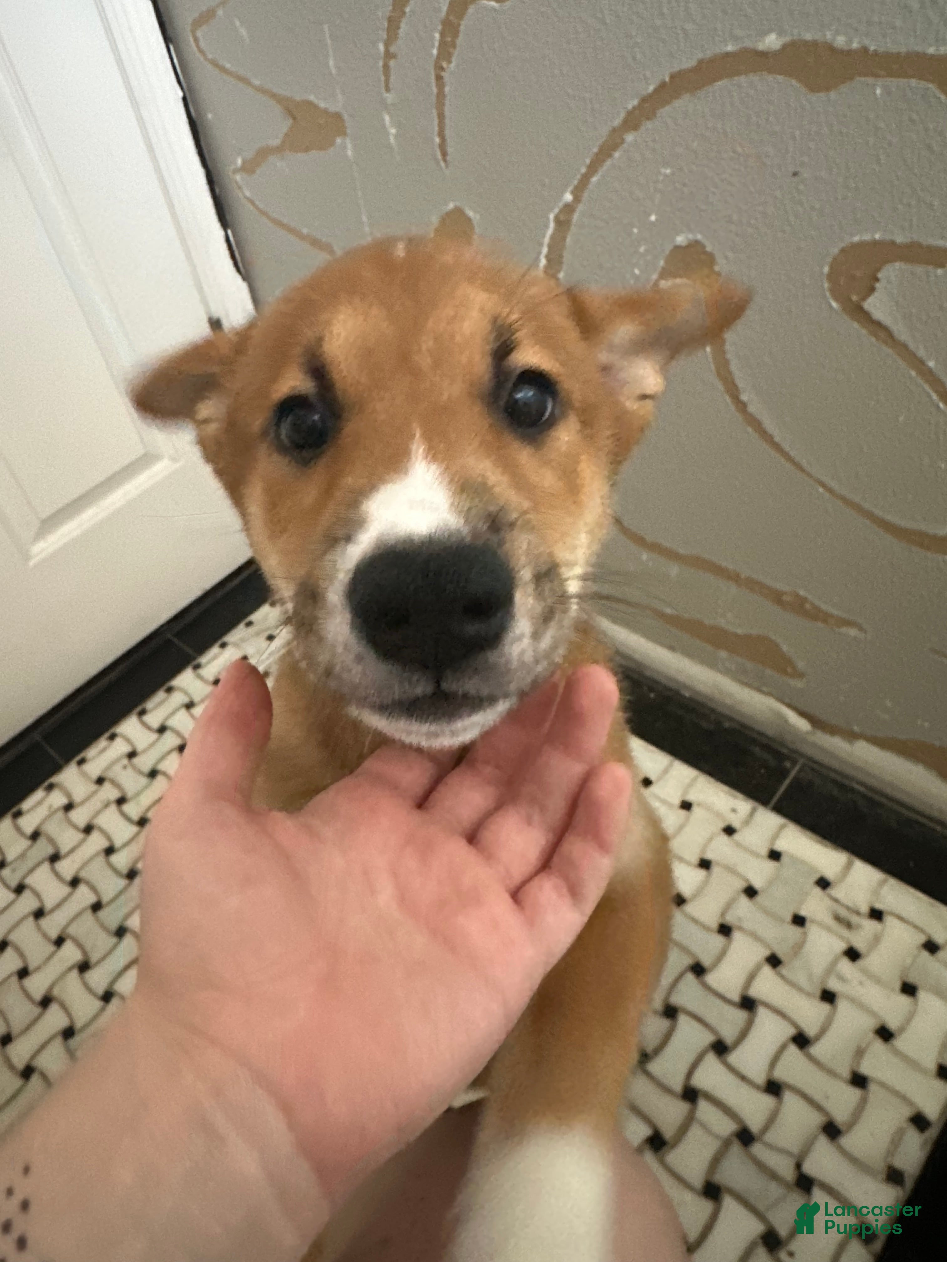 Shiba Inu dogs Meatball - Ad 2