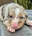 Kelpie/Border Collie Red Merle Puppy 1
