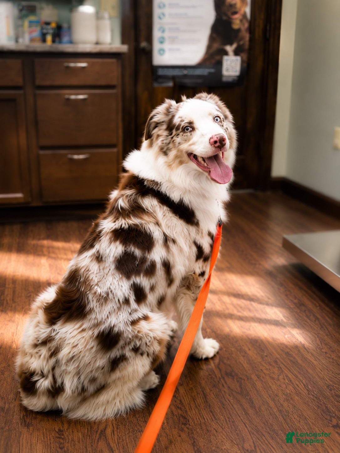 Australian Shepherd dogs Goose - Ad 37