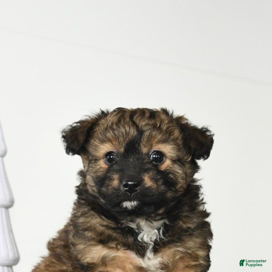 Mixed Breed dogs for sale: Lucy - Ad 4