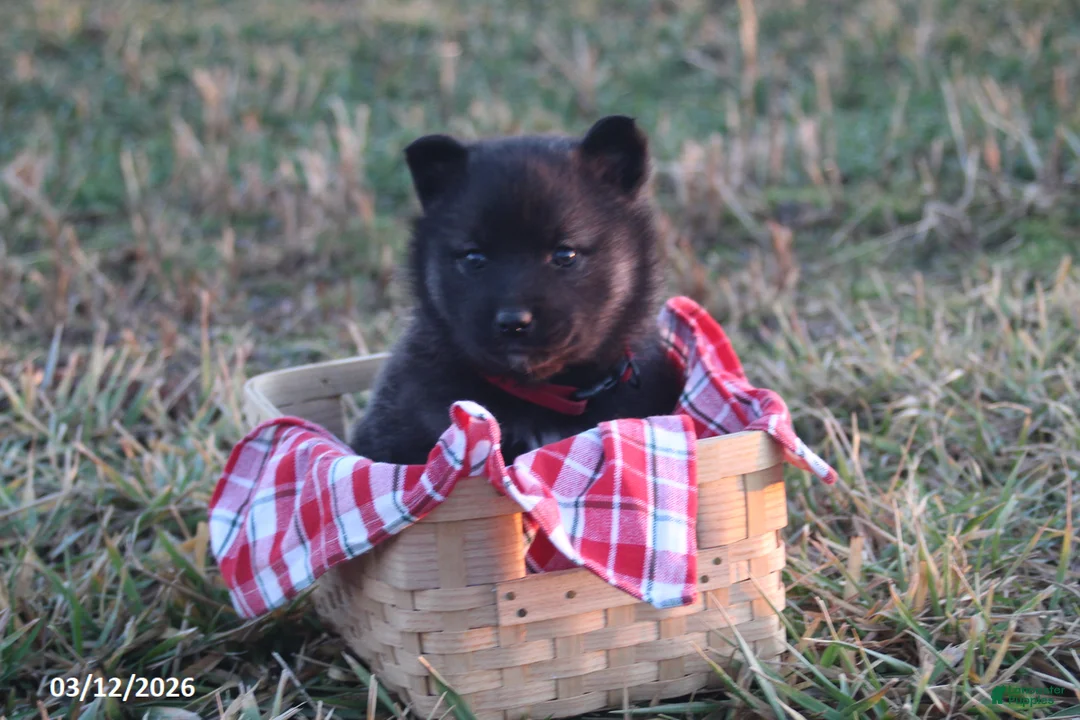 Norwegian Elkhound dogs for sale: Violet - Ad 1