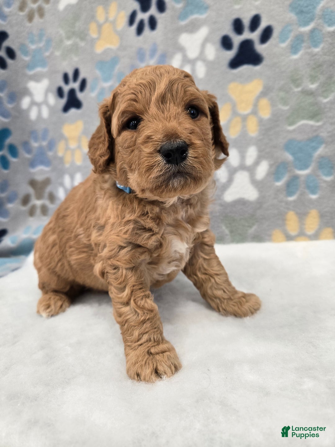 Mini Goldendoodle dogs for sale: Oliver - Ad 3