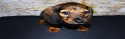 Miniature Dachshund dogs for sale: Wendy - Ad 11