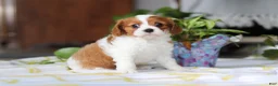 Cavalier King Charles Spaniel dogs for sale: Milo - Ad 2