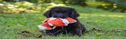 Newfoundland dogs for sale: Harvey - Ad 8