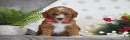 Mini Goldendoodle dogs for sale: Rosie - Ad 4