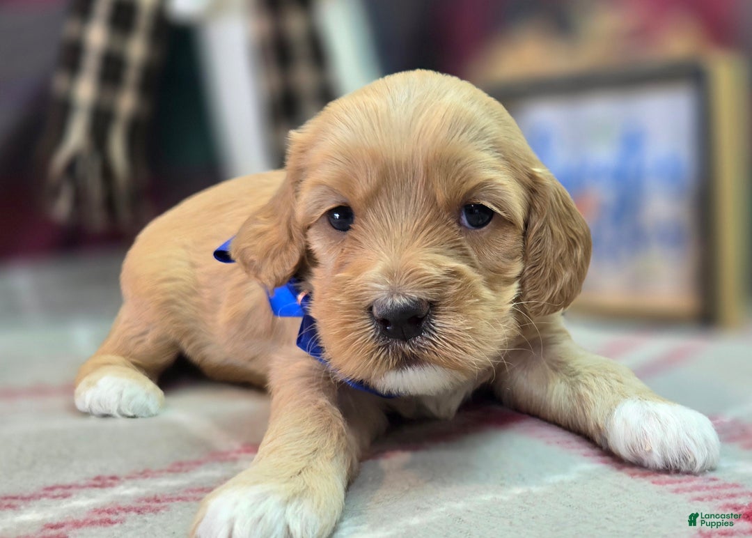 Cockapoo dogs for sale: Captain Walden - Ad 6