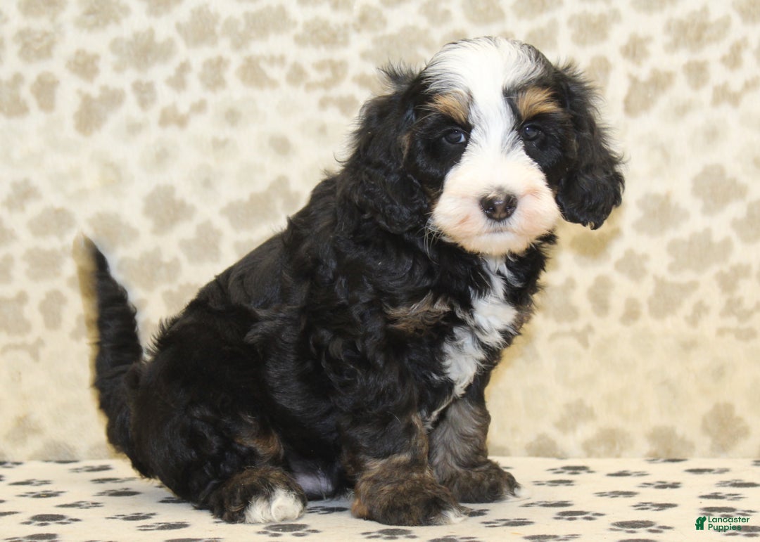 Mini Bernedoodle dogs for sale: Nelson - Ad 1