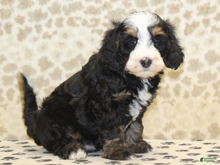 Mini Bernedoodle dogs Nelson - Ad 15