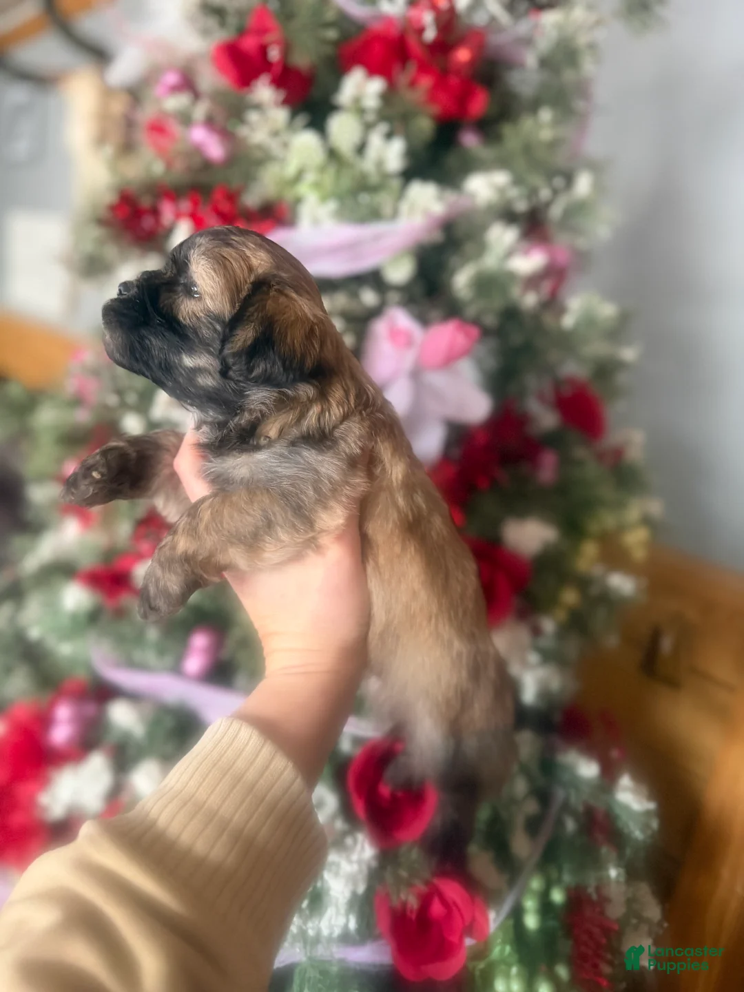 Malshi dogs for sale: Malshi Puppy 4 - Ad 2