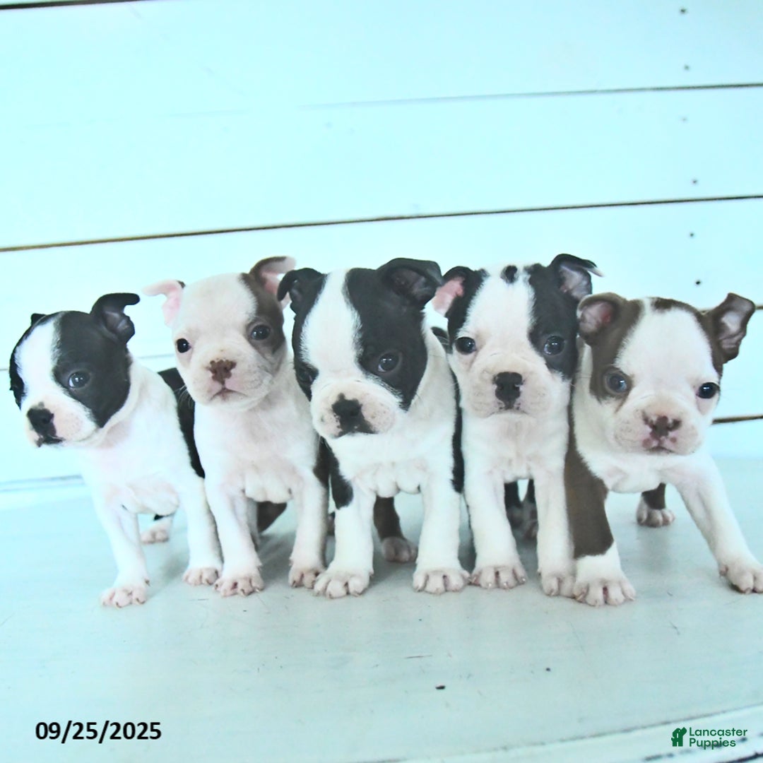 Boston Terrier dogs for sale: Naveen - Ad 10