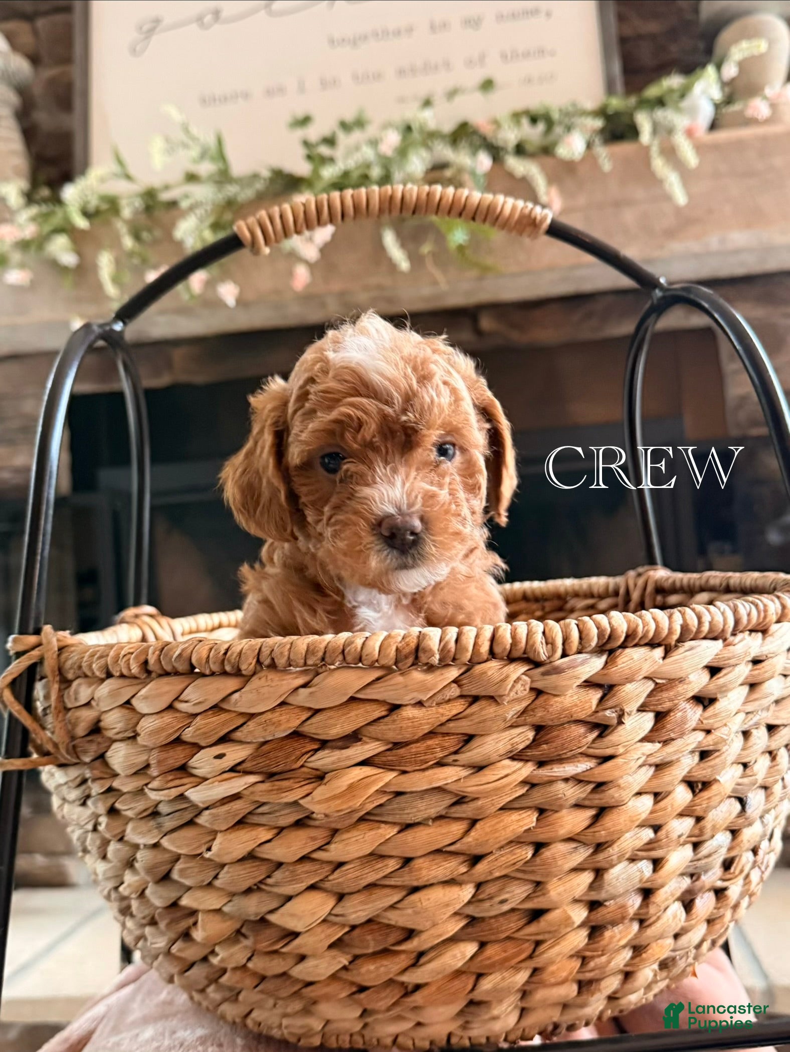 Cavapoo dogs for sale: Crew - Ad 1