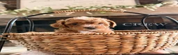 Cavapoo dogs for sale: Crew - Ad 1