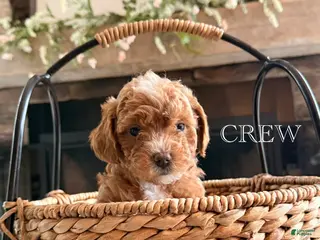 Cavapoo dogs for sale: Crew - Ad 1