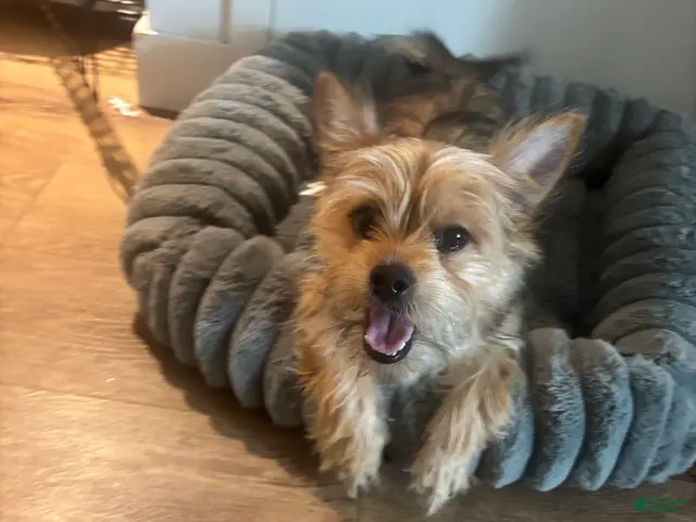 Shorkie dogs for sale: Huncho - Ad 2