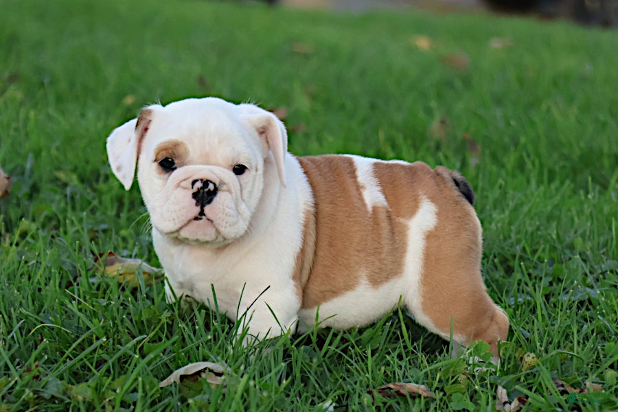 English Bulldog dogs Silvi - Ad 2