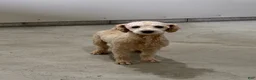Teddy Bear dogs for sale: Logan - Ad 5