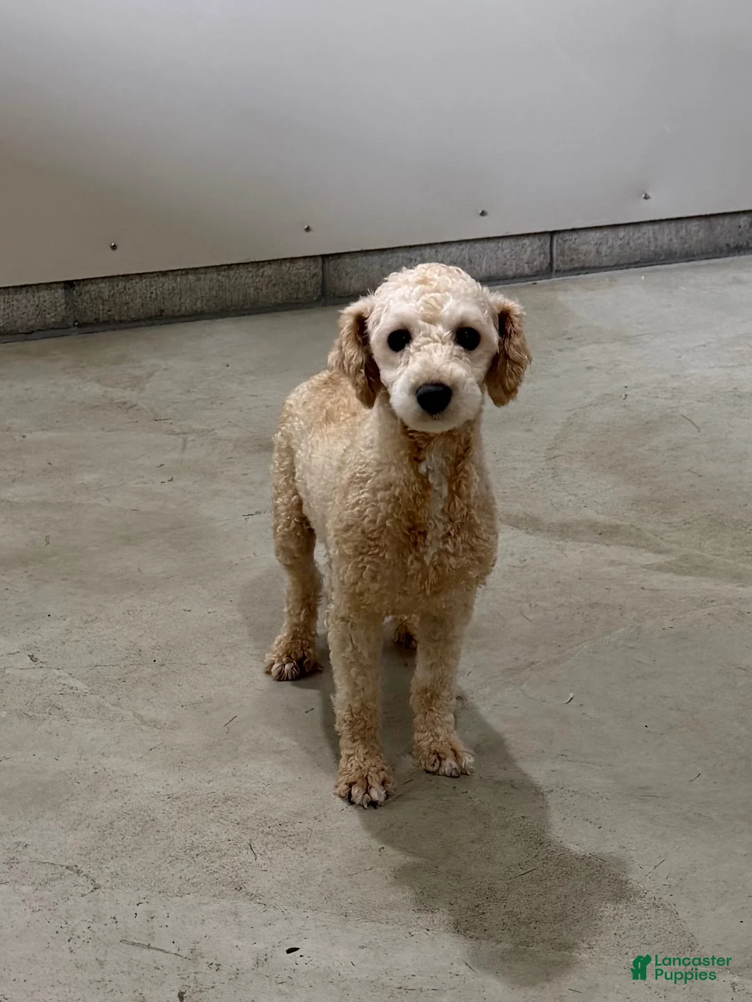 Teddy Bear dogs for sale: Logan - Ad 5