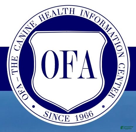 Havanese dogs Joy - Ad 2