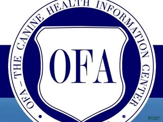 Havanese dogs Joy - Ad 2