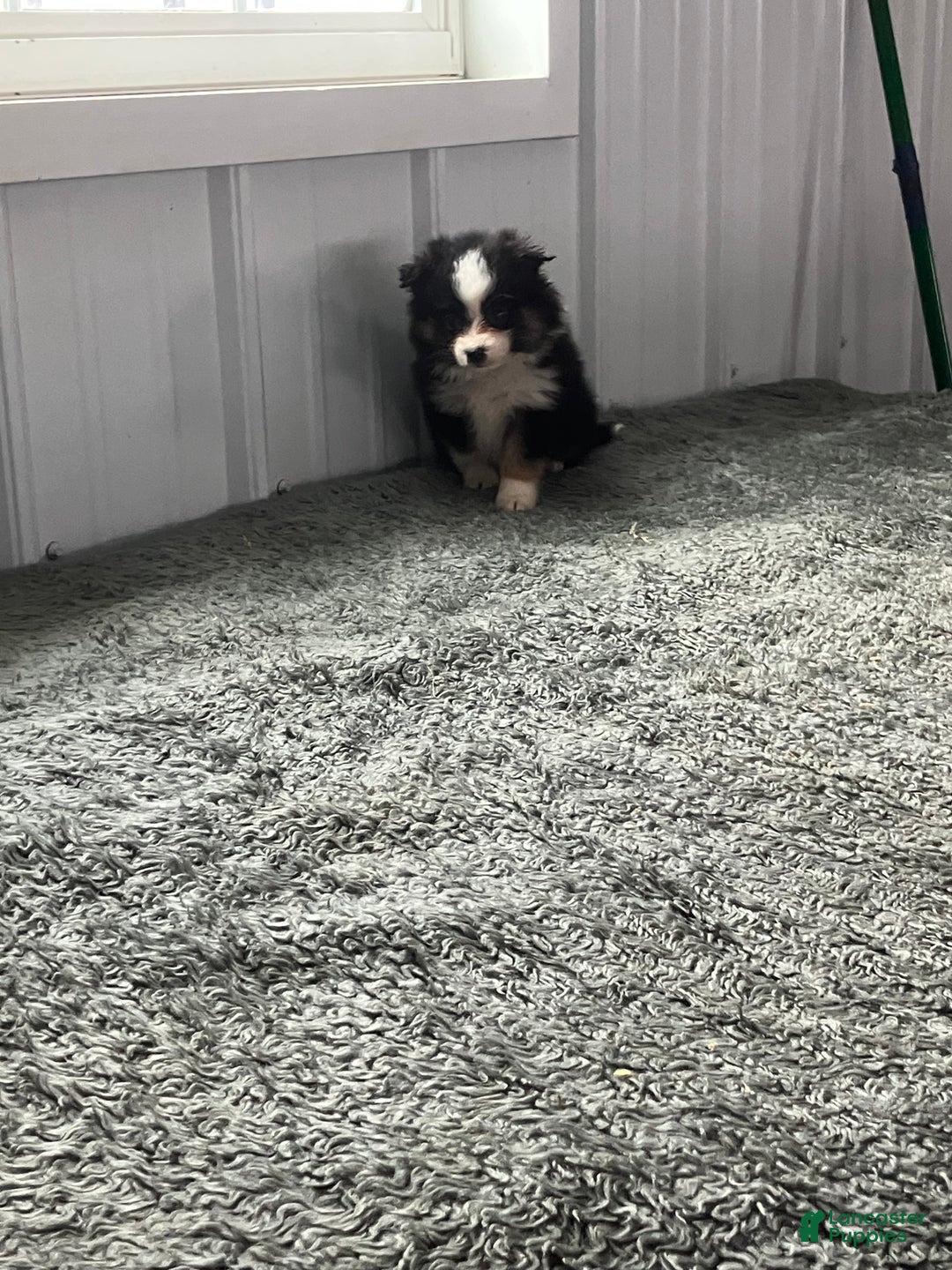 Mixed Breed dogs for sale: Jack - Ad 2