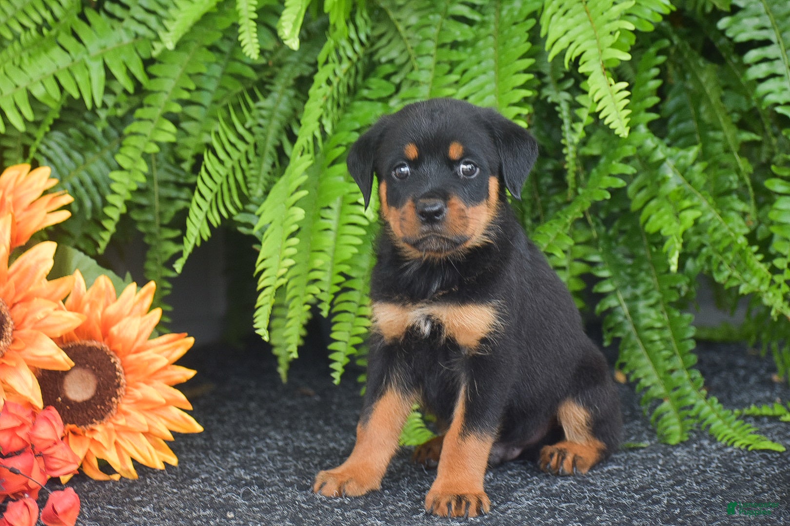 Rottweiler dogs Waffles - Ad 2