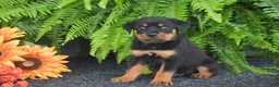 Rottweiler dogs for sale: Waffles - Ad 2