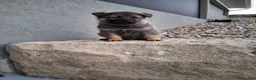 German Shepherd dogs for sale: Kobe - Ad 3
