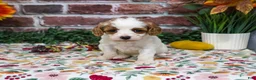 Cavapoo dogs for sale: Aurora - Ad 5