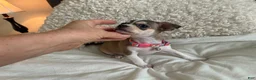 Chihuahua dogs for sale: Chihuahua 3 - Ad 4