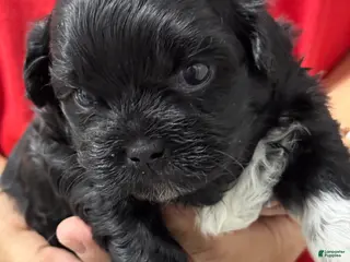 Mixed Breed dogs for sale: Sheldon - Ad 1