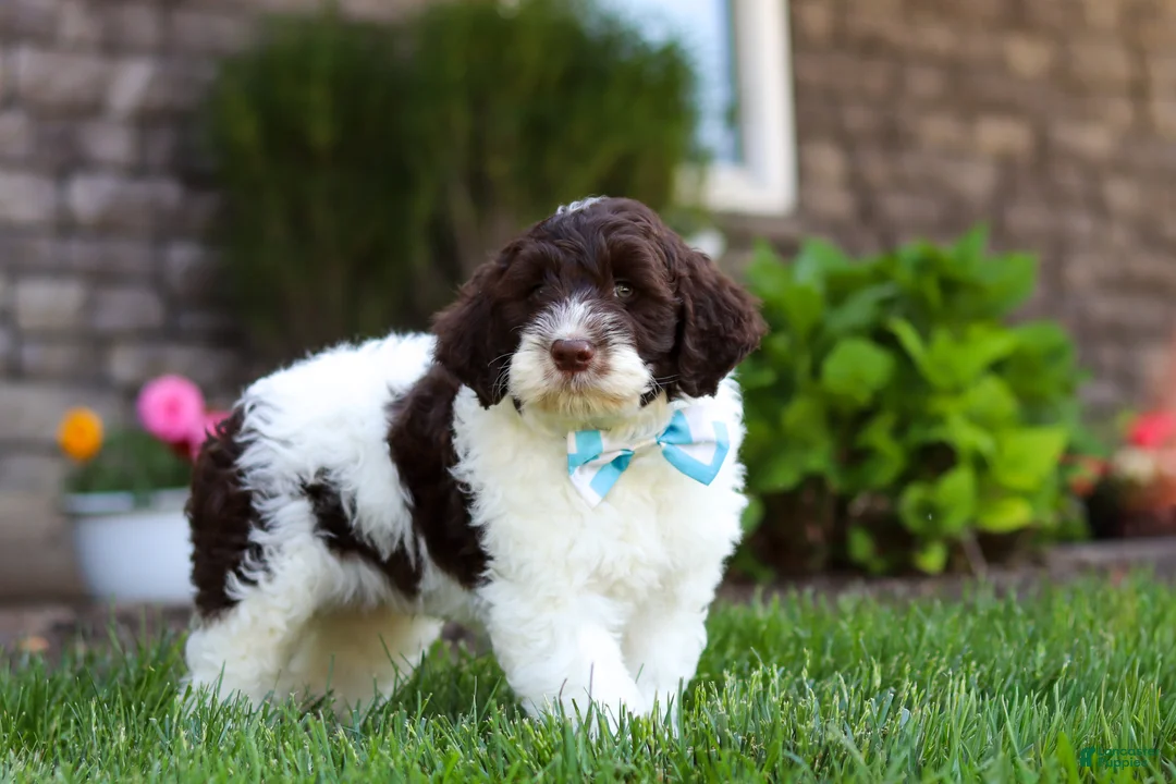 Portuguese Water Dog dogs for sale: Charlie - Ad 6