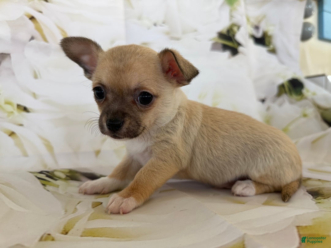 Chihuahua dogs for sale: Cody - Ad 5