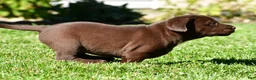Labrador Retriever dogs for sale: Chino - Ad 8