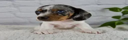 Miniature Dachshund dogs for sale: Hazel - Ad 5