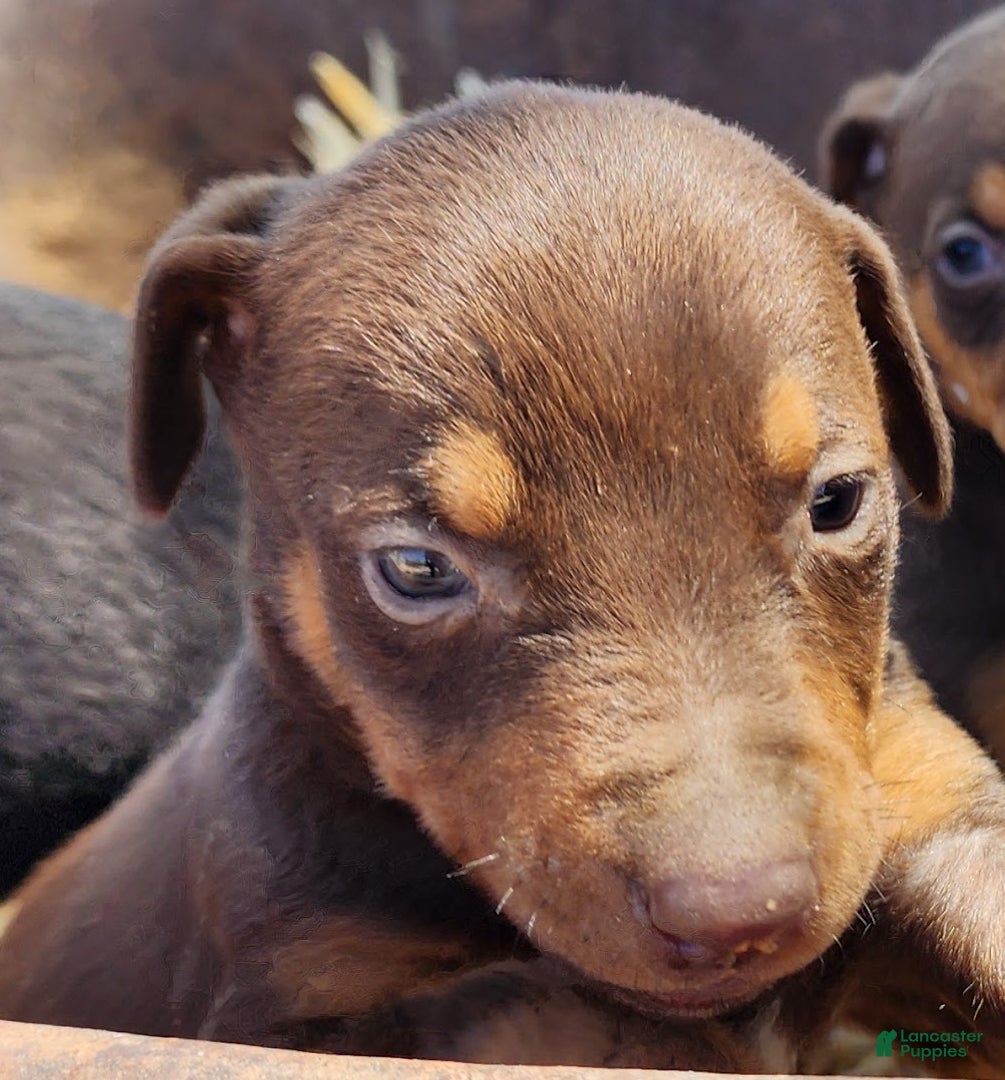 Doberman Pinscher dogs Diabla F 1 - Ad 9