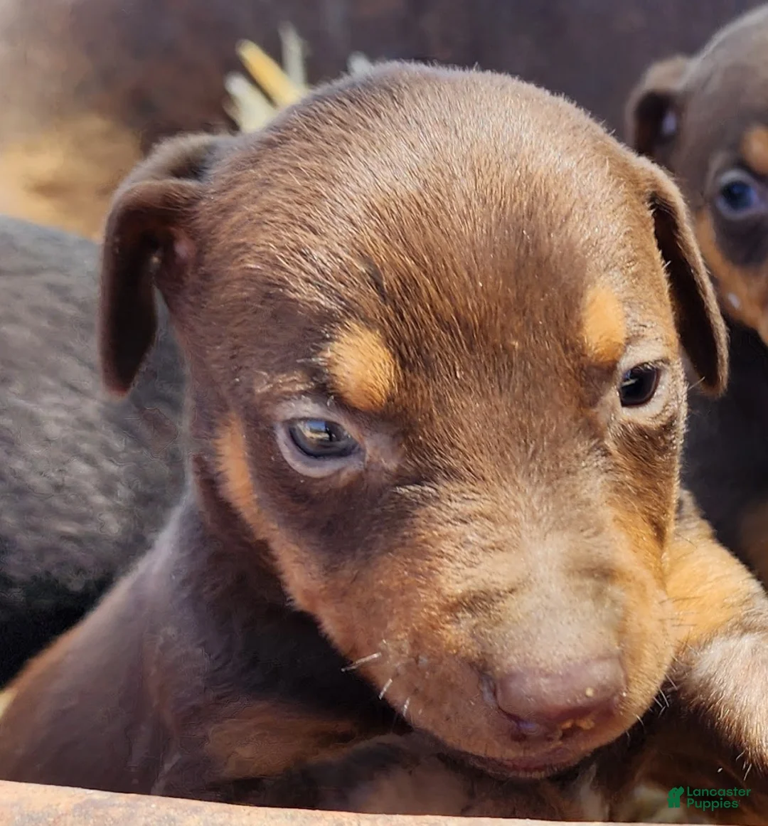 Doberman Pinscher dogs for sale: Sara F 1 - Ad 1