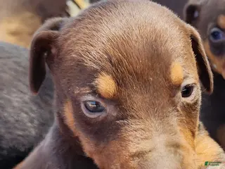 Doberman Pinscher dogs Diabla F 1 - Ad 9