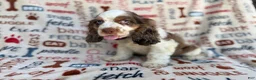 Cocker Spaniel dogs for sale: Tripp - Ad 6