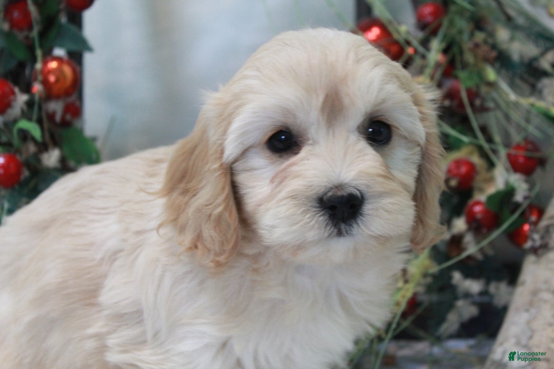 Cavachon dogs for sale: Ruby - Ad 4